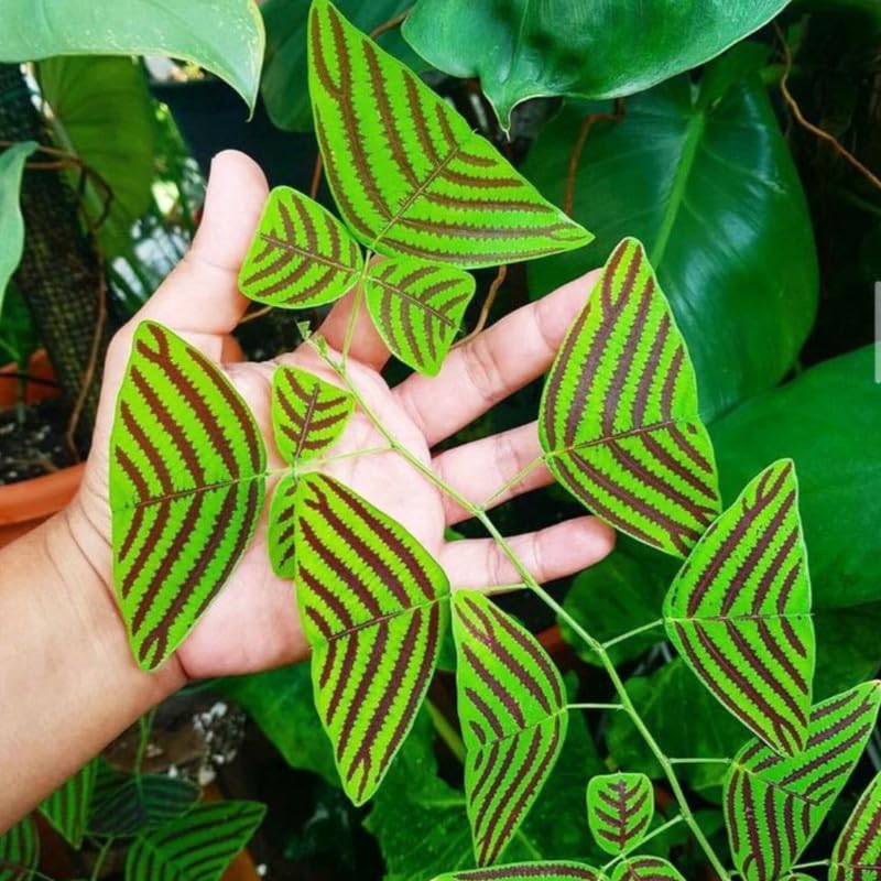 Butterfly Indoor Plant – Rare Christia obcordata Ornamental Plant - Image 3