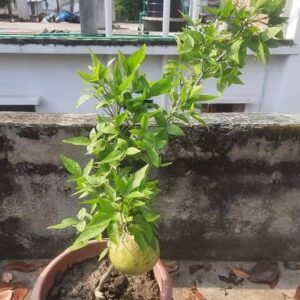 Bael Plant (Grafted) Fruit Plant Height 1.5 - 3 Feet ( fruit came under 1year)