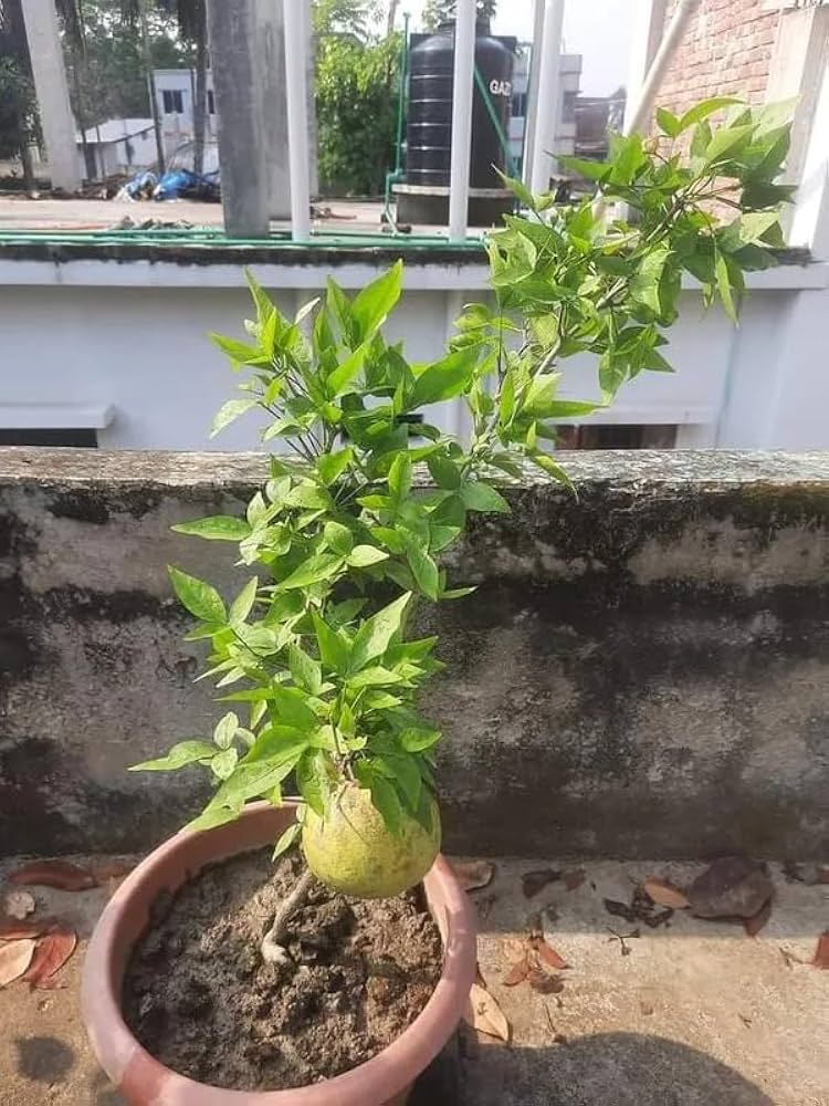 Bael Plant (Grafted) Fruit Plant Height 1.5 - 3 Feet ( fruit came under 1year)