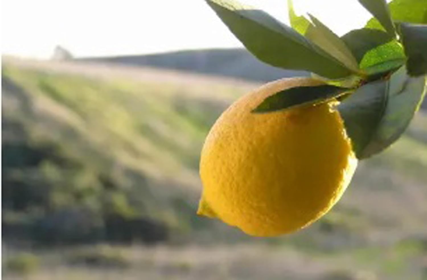 All Time Calcutta Pati Lemon (Nimbu) Plant | Citrus × limon Premium Grafted Live Lemon Fruit Plant - Image 3