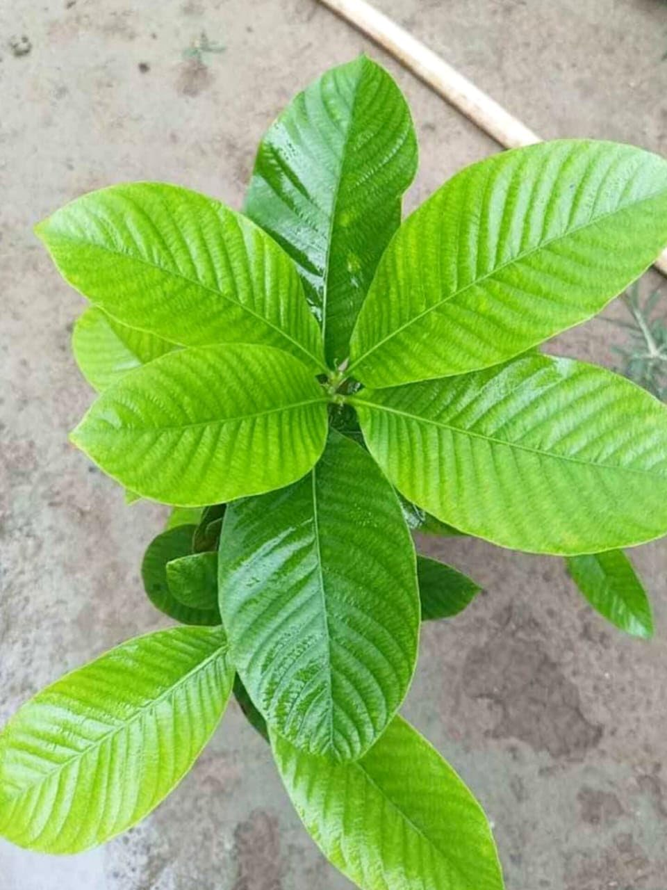 Hing Spice Plant (1.5-3 Feet Height) for Home Garden - Image 4
