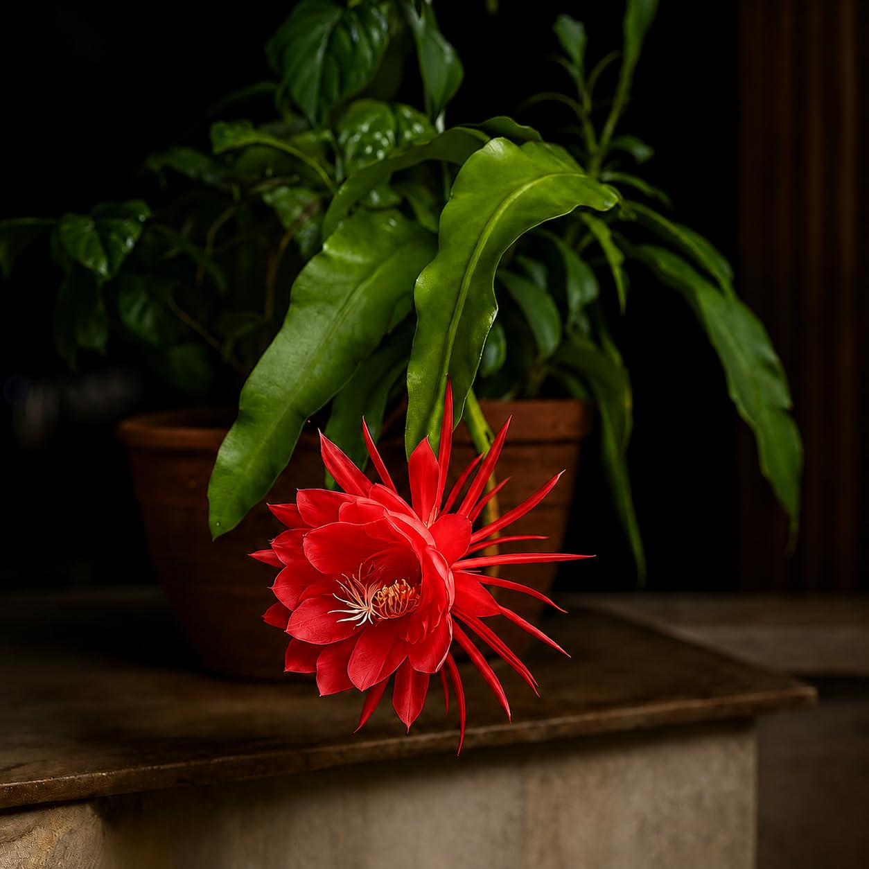 Red Brahma Kamal Plant | Rare Night Blooming Fragrant Flower Plant for Home Garden & Botanical Collection - Image 2