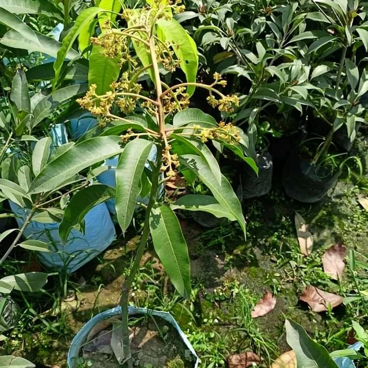 All Time Katimon Grafted Mango Plant (Baromasi mango Plant -12Months Fruit plant) | Thailand Katimon Mango Variety | Exotic Grafted Mango Fruit Plant - Image 4