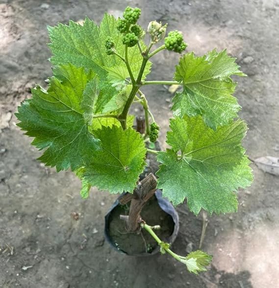 Red Flame Seedless Grapes Plant – High Yield Sweet Seedless Grape Vine - Image 2