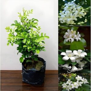 Hybrid Kamini Flower Plant | Murraya paniculata Live Fragrant Flowering Plant for Home Garden