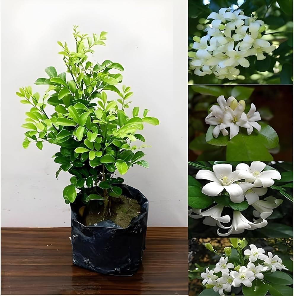 Hybrid Kamini Flower Plant | Murraya paniculata Live Fragrant Flowering Plant for Home Garden