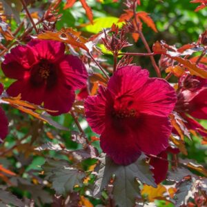 Red Cranberry Hibiscus Plant | Hibiscus acetosella Live Red Leaf & Red Flower Ornamental Plant for Home Garden