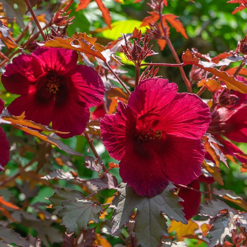 Red Cranberry Hibiscus Plant | Hibiscus acetosella Live Red Leaf & Red Flower Ornamental Plant for Home Garden