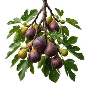 Diana Jelly Fig Fruit Plant (Grafted) | Ficus carica Premium Live Fig Tree for Home Garden