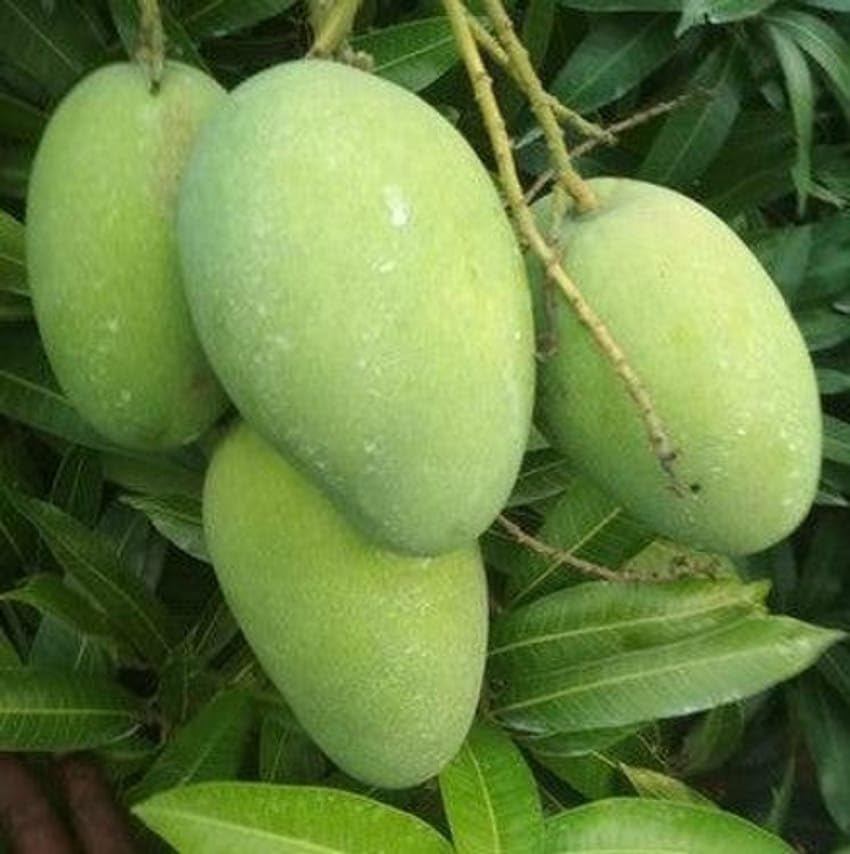 Sweet Bombay Green Mango Plant (Grafted) | Mangifera indica Premium Indian Variety Live Fruit Plant | Fruiting in 1–2 Years* - Image 3