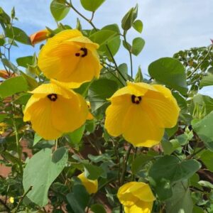 Yellow Land Lotus (Sthal Padma) Live Flower Plant | All Season Hybrid Ornamental Flowering Plant for Home Garden