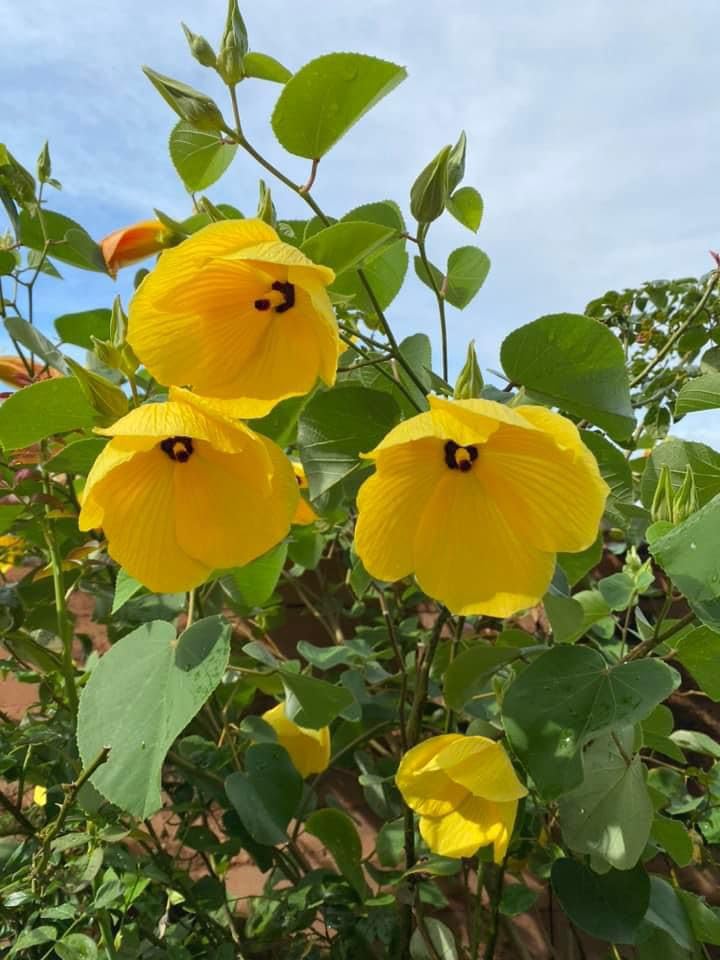 Yellow Land Lotus (Sthal Padma) Live Flower Plant | All Season Hybrid Ornamental Flowering Plant for Home Garden - Image 2