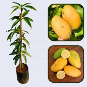 Lemon Zest Mango Healthy Grafted Fruit Plant | Mangifera indica Premium Sweet Mango Live Tree for Home Garden