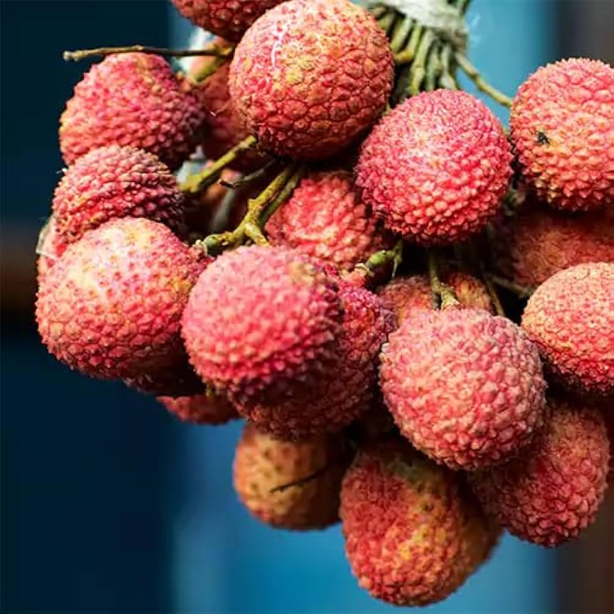 Bombai Litchi (Lychee) Layering/Grafted Fruit Plant | Litchi chinensis Premium Live Fruit Tree for Home Garden - Image 4