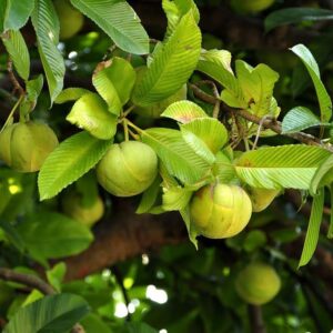 Elephant Apple (Chalta) Plant | Dillenia indica Live Fruit Plant for Home Garden