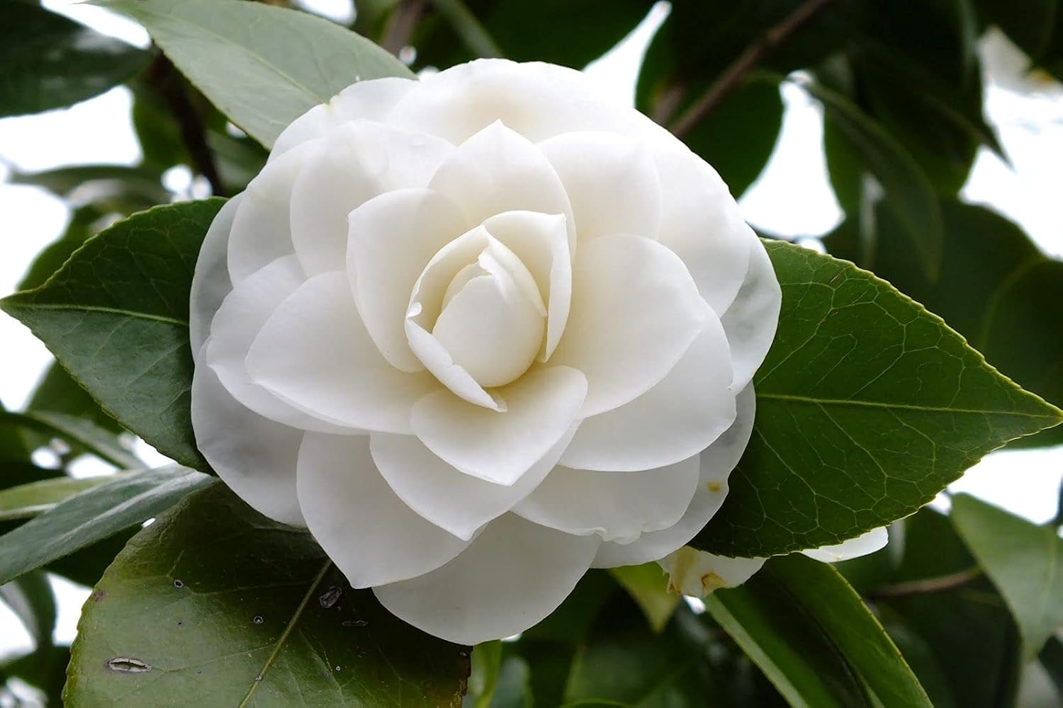 White Camellia Flower Plant | Camellia japonica White Japanese Camellia Live Flowering Plant - Image 5
