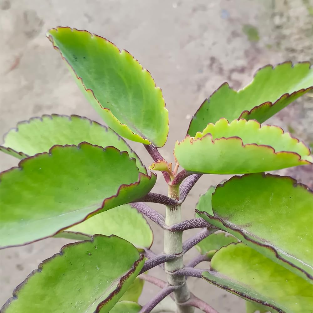 Pattarchatta (Miracle Leaf) – A Hardy & Easy-to-Grow Succulent Plant for Home garden - Image 2
