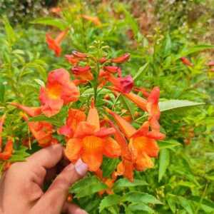 Tecoma Shrub Orange Flower Plant | Live Orange Flowering Plant for Home Garden