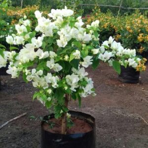 Bougainvillea White Flowering Plant for Home Garden | Premium White Bougainvillea Live Plant