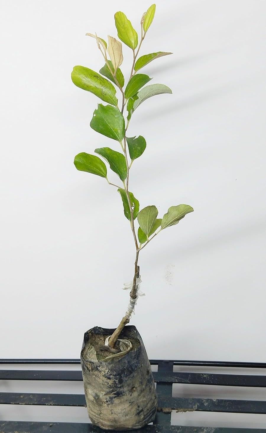 Apple Ber (Jujube Kul) Hybrid Fruit Plant - Image 2