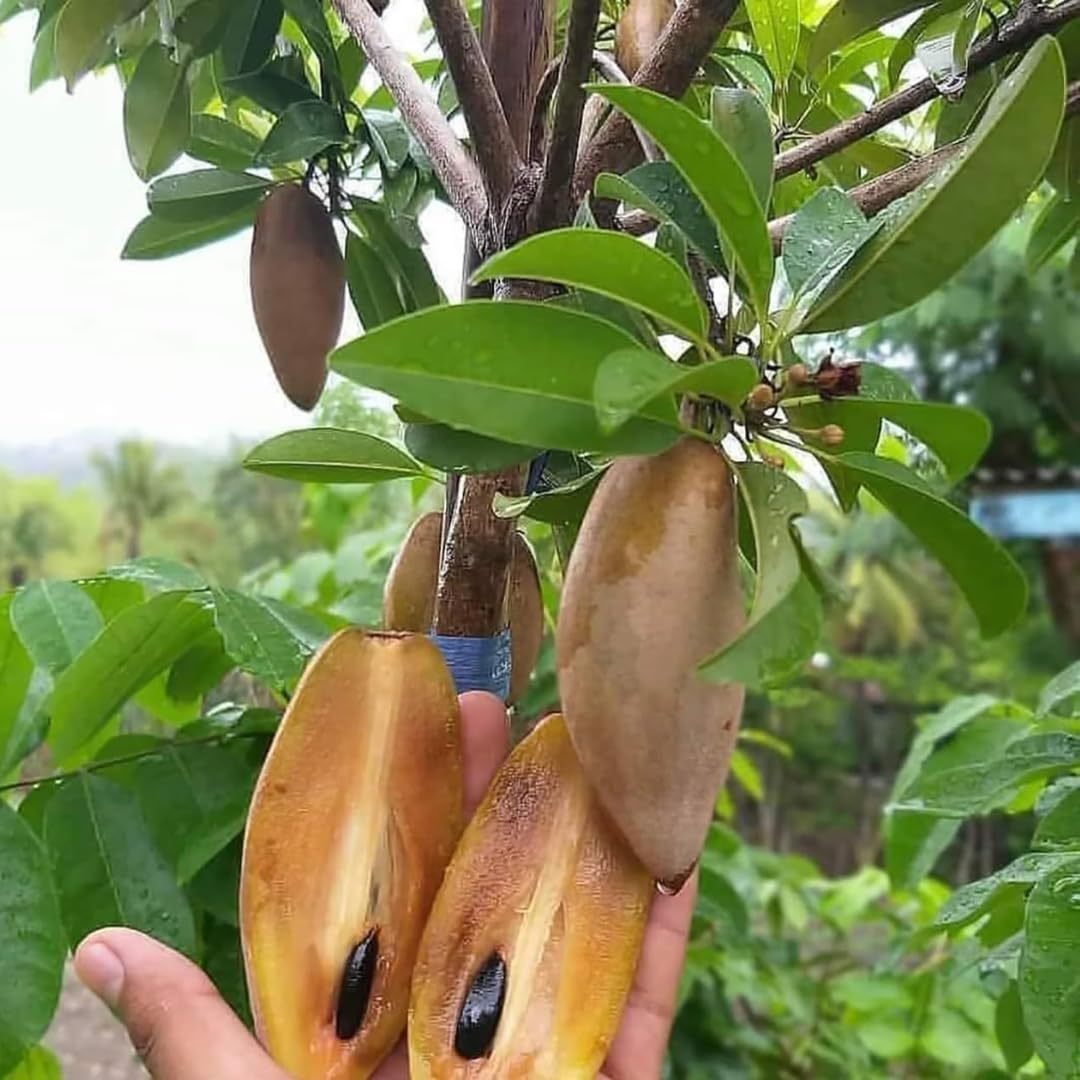 Banana Chiku (Sapota) Fruit Plant | Manilkara zapota Premium Grafted Live Sapodilla Tree for Home Garden - Image 2