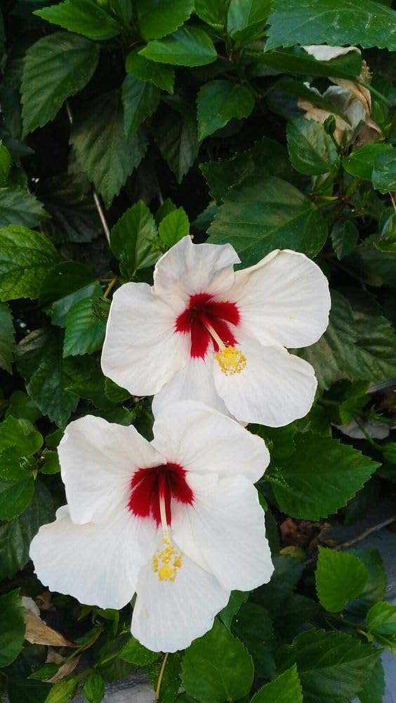 Desi White Hibiscus Flower Plant | Hibiscus rosa-sinensis Live White Gudhal Plant for Home Garden - Image 4