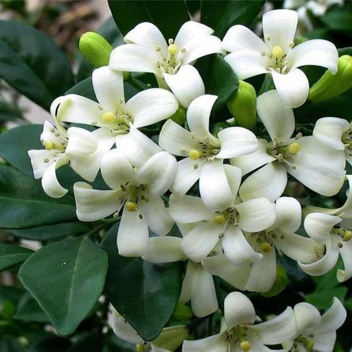 Hybrid Kamini Flower Plant | Murraya paniculata Live Fragrant Flowering Plant for Home Garden - Image 4