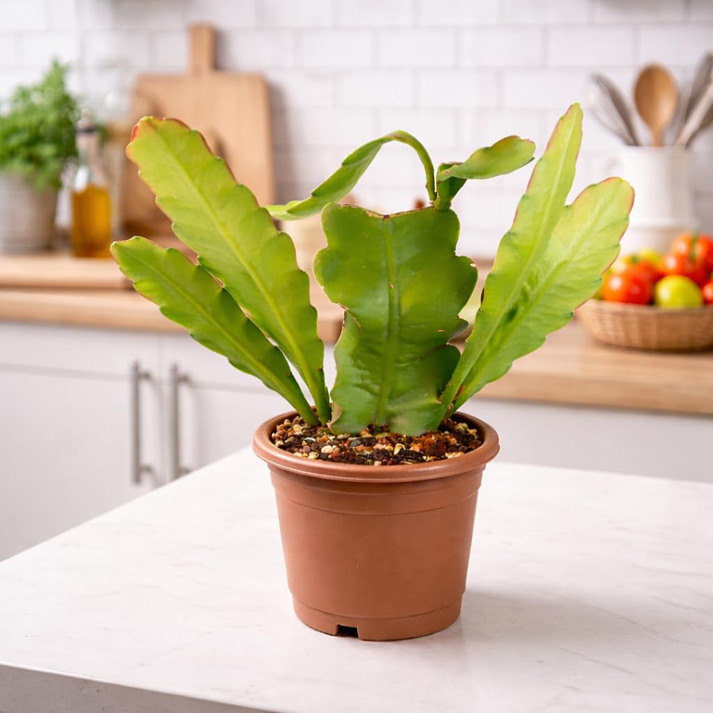 Brahma Kamal Plant | Saussurea obvallata King of Himalayan Flower Live Plant for Home Garden - Image 3