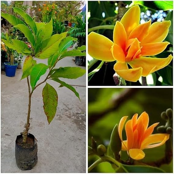 Sorno Champa grafted plant / Swarna Champa grafted plant (Golden Champa) Plant Flower plant