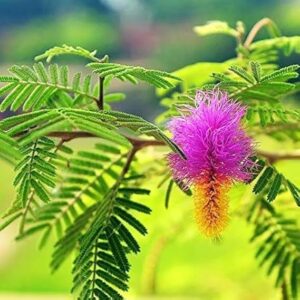 Shami Plant with Pot | Live Indoor Sacred Plant for Home & Office