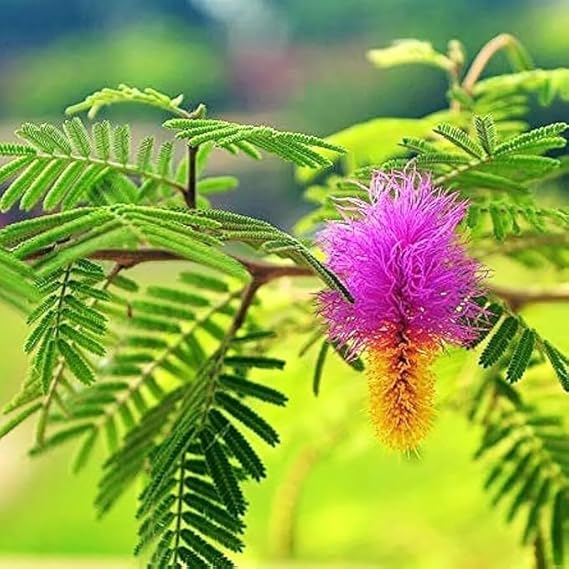 Shami Plant with Pot | Live Indoor Sacred Plant for Home & Office