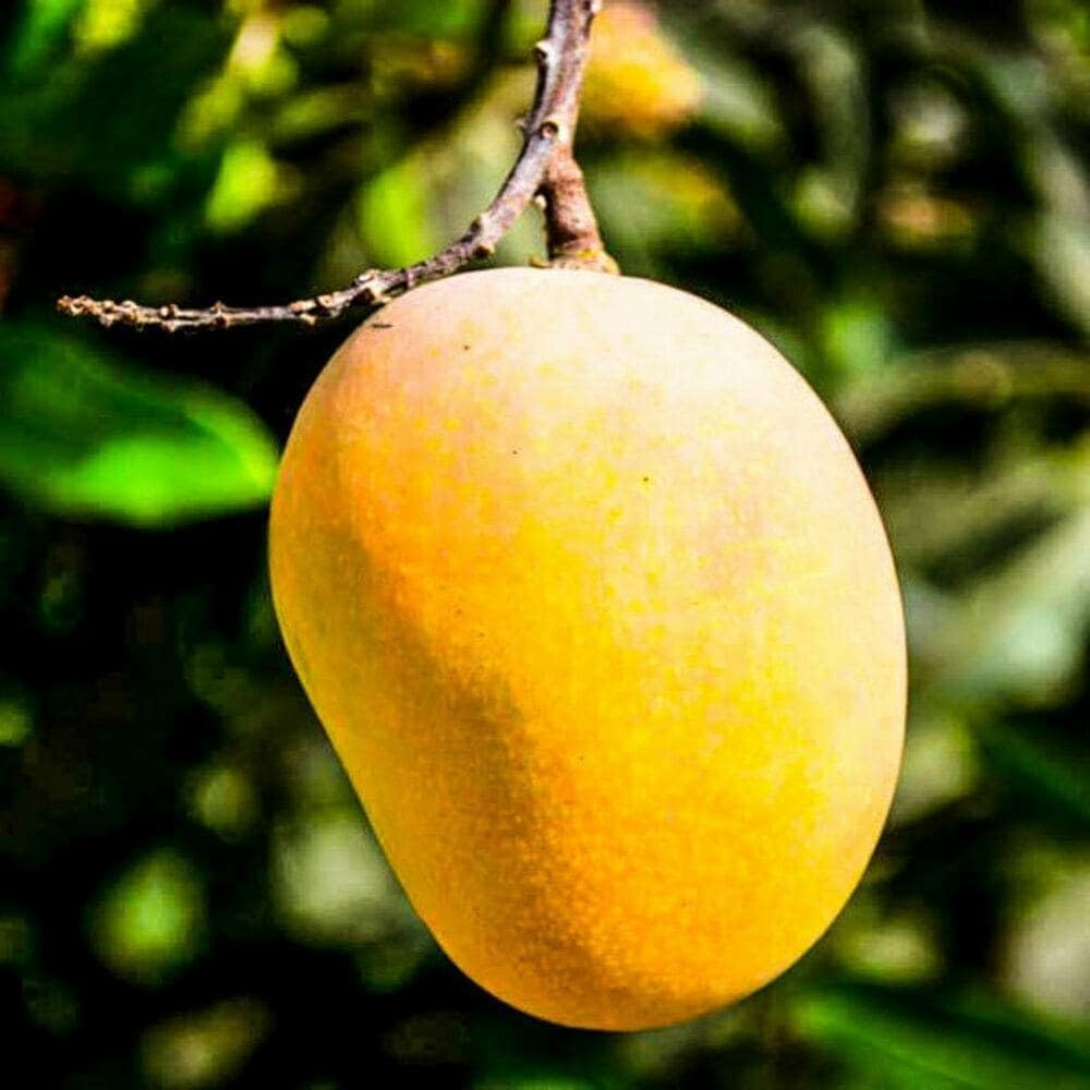 Alphonso Mango Plant (Grafted) – Premium Hapus Mango Tree for Home Garden & Orchard - Image 5