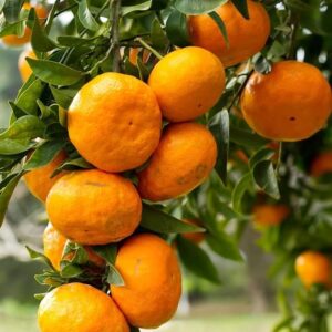 Darjeeling Giant Kamla Orange Hybrid Fruit Plant | Citrus reticulata Premium Grafted Mandarin Orange Live Plant for Home Garden