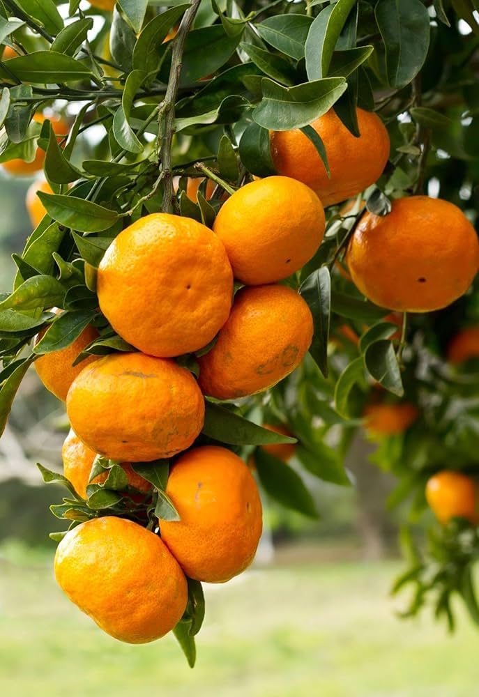 Darjeeling Giant Kamla Orange Hybrid Fruit Plant | Citrus reticulata Premium Grafted Mandarin Orange Live Plant for Home Garden