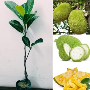 Special Vietnam Super Early Jackfruit Grafted Plant | Artocarpus heterophyllus Premium Hybrid Live Fruit Tree for Home Garden
