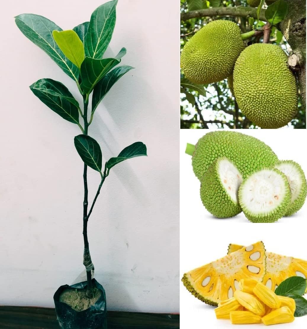 Special Vietnam Super Early Jackfruit Grafted Plant | Artocarpus heterophyllus Premium Hybrid Live Fruit Tree for Home Garden