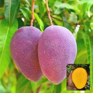 BN7 Mango Fruit Grafted Plant | Premium Live Grafted Mango Tree for Home Garden