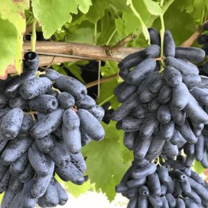Finger Long Thai Variety Grapes Air Layered Plant | Long Finger Grape Live Plant | Exotic Grape Fruit Plant