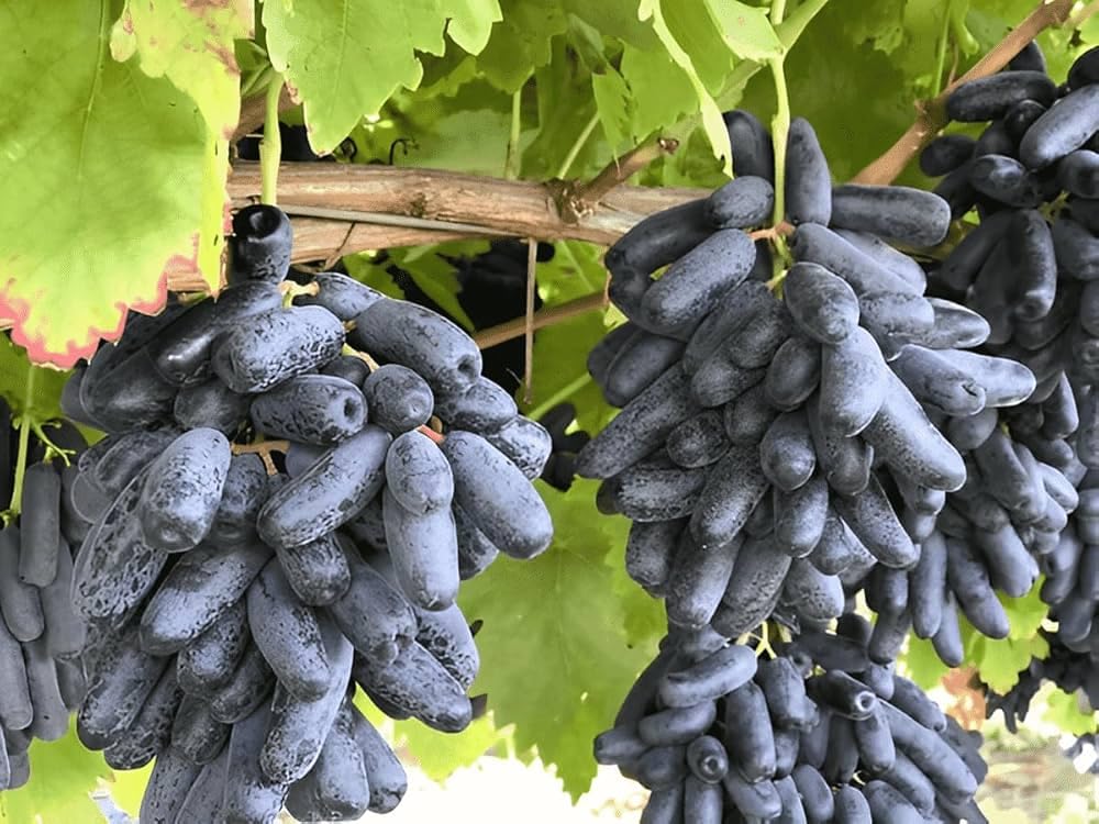 Finger Long Thai Variety Grapes Air Layered Plant | Long Finger Grape Live Plant | Exotic Grape Fruit Plant