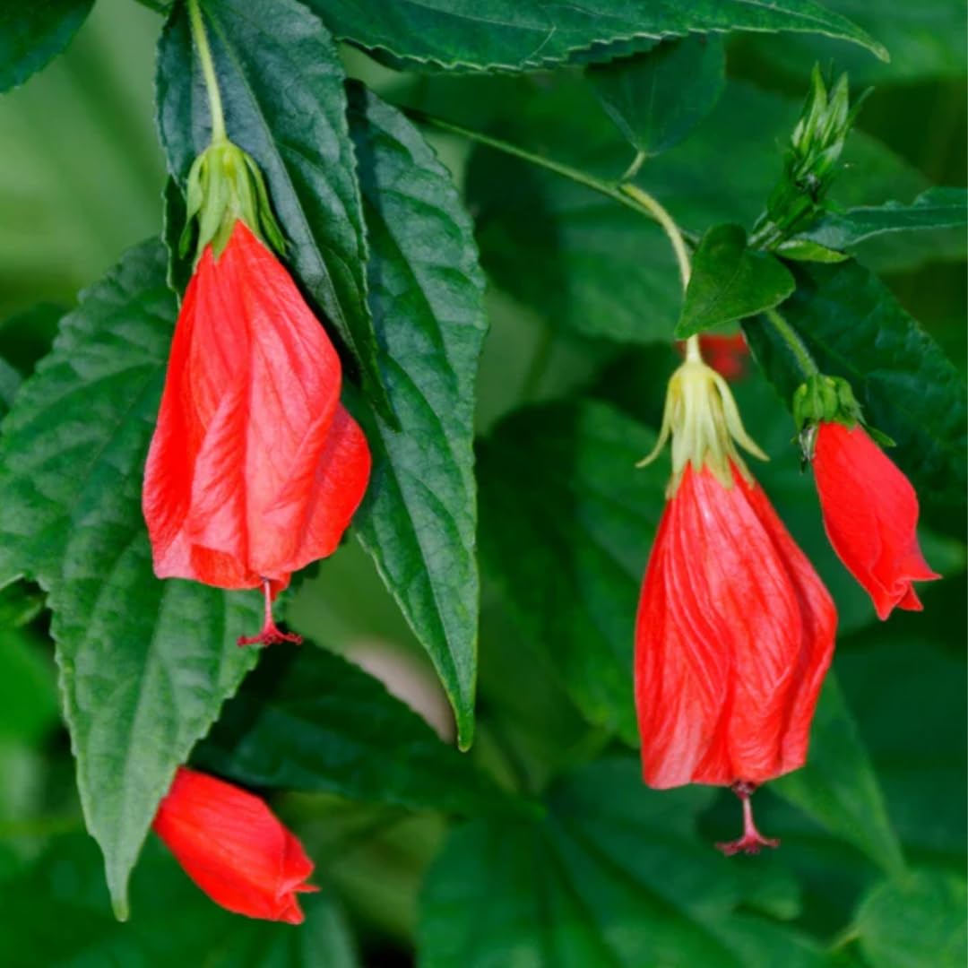 Live Rare Sleeping Hibiscus Plant | Red Mirchi Gudhal Plant | Malvaviscus penduliflorus Exotic Flowering Plant for Home Garden - Image 2