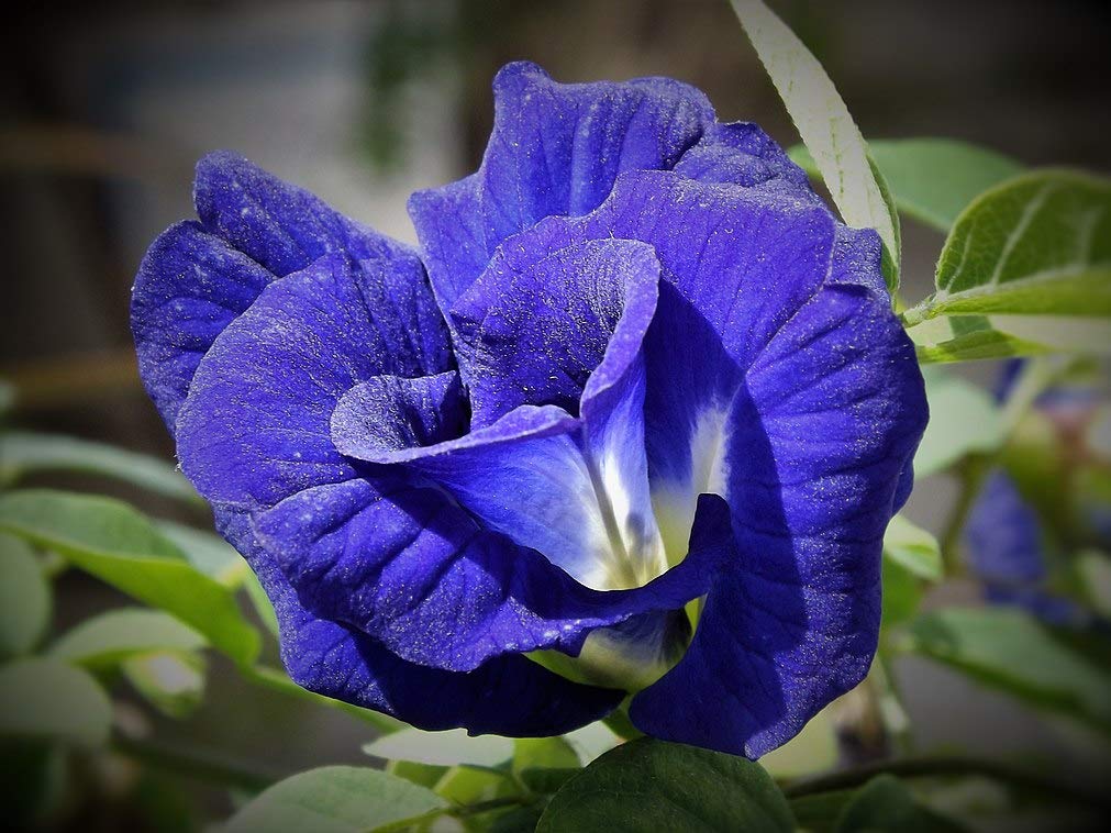 Blue Double Petal Aparajita Plant | Clitoria ternatea Double Blue Butterfly Pea Live Flowering Vine for Home Garden - Image 2