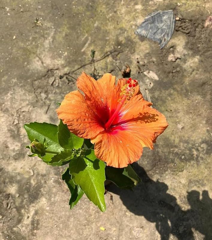 Light Orange Arhul Hibiscus Plant with Red Center – Live Flowering Plant | Garden & Pot - Image 4