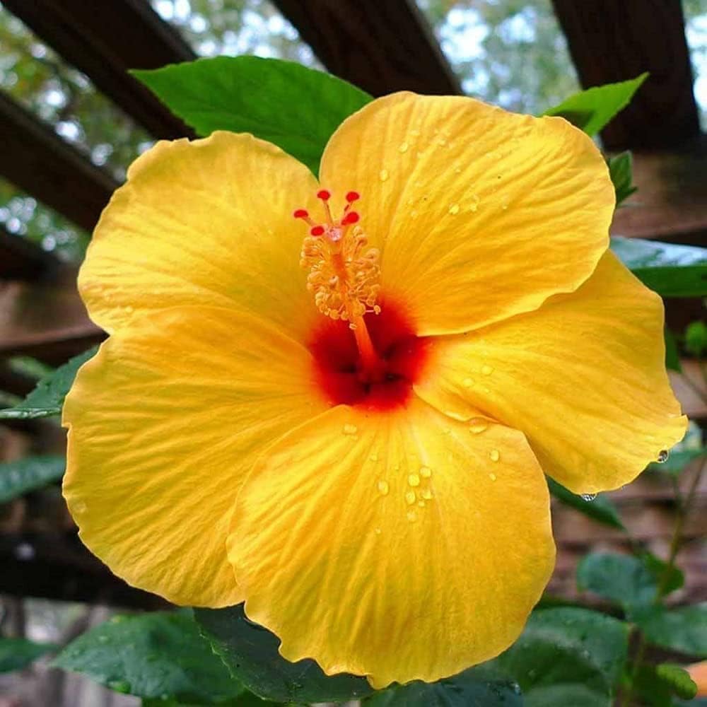 Indian Hibiscus Flower Plant (Yellow) | Hibiscus rosa-sinensis Live Flowering Plant for Home Garden - Image 2