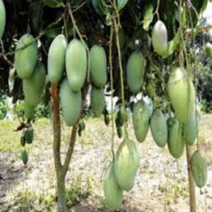 Hari Vanga Mango Plant (Grafted) | Mangifera indica Premium Sweet & Rich-Tasting Live Fruit Plant