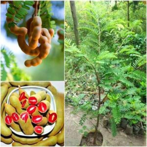 Thai Red Sweet Tamarind Hybrid Fruit Plant | Tamarindus indica Premium Grafted Live Fruit Tree for Home Garden