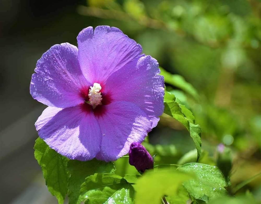 Rare Purple Hibiscus Flower Plant – Exotic All-Time Blooming Garden Beauty - Image 2