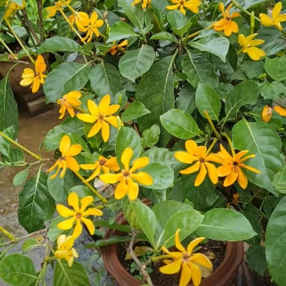 Golden Gardenia/Gandharaj Yellow Fragrant All Time Flowering Plant - Image 2