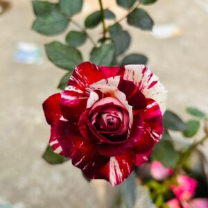 Taj Variety Rose Flower Plant | Red & White Bi-Color Rose | Rosa Hybrid Live Flowering Plant for Home Garden