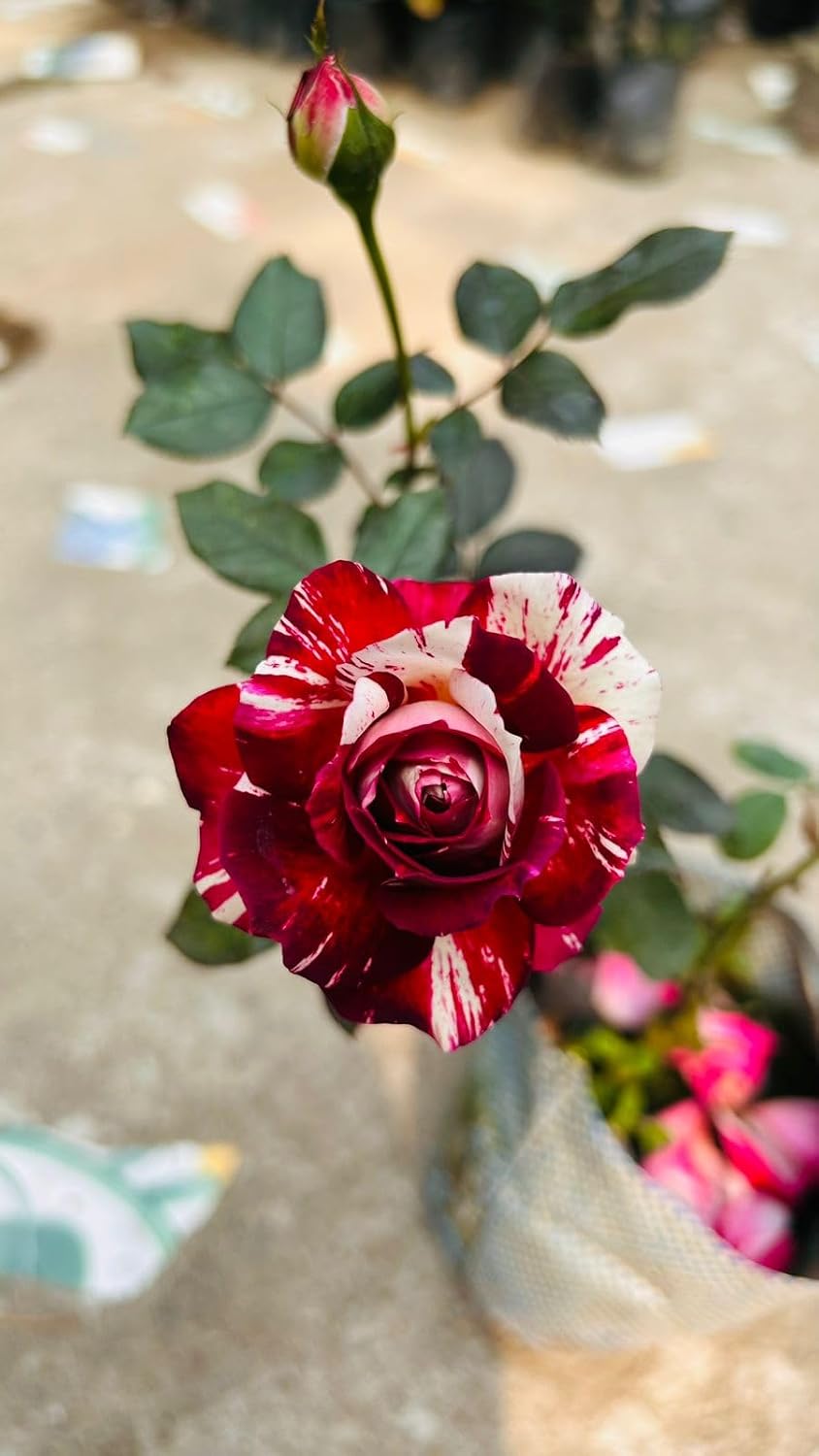 Taj Variety Rose Flower Plant | Red & White Bi-Color Rose | Rosa Hybrid Live Flowering Plant for Home Garden