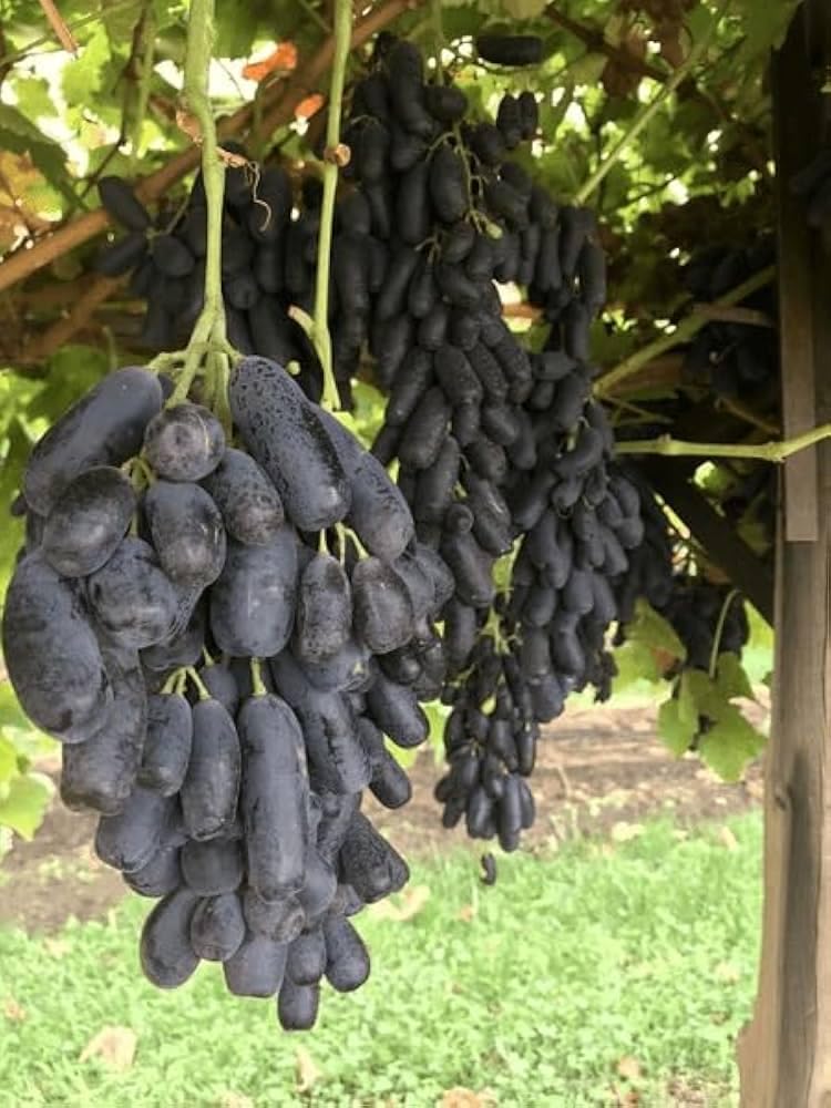 Finger Long Thai Variety Grapes Air Layered Plant | Long Finger Grape Live Plant | Exotic Grape Fruit Plant - Image 6